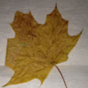 Meet your Posher, Donna m.